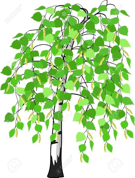 Береза векторное изображение