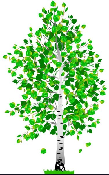 Береза в детском саду