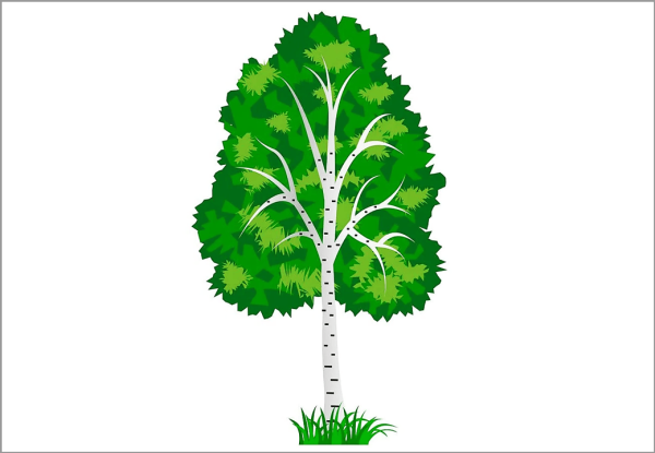 Береза для детей