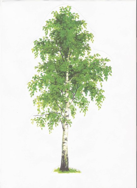 Береза на прозрачном фоне