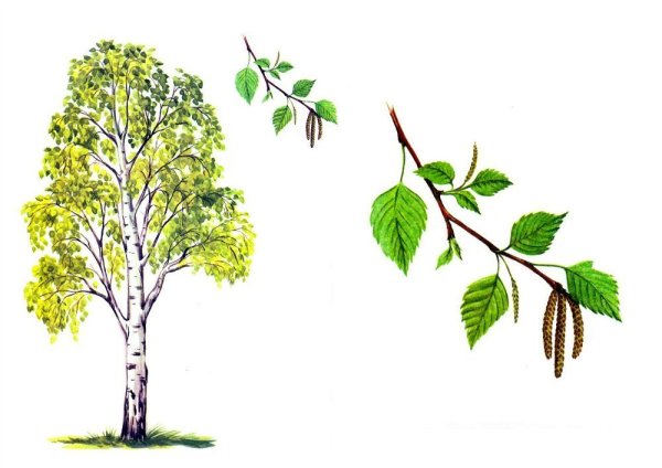 Лиственные деревья береза