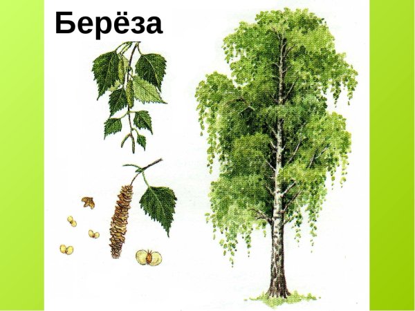 Лиственные деревья береза