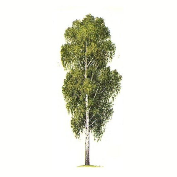 Береза на белом фоне