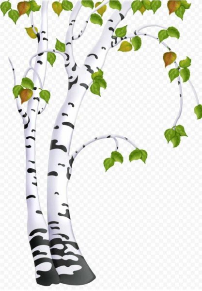 Береза на прозрачном фоне
