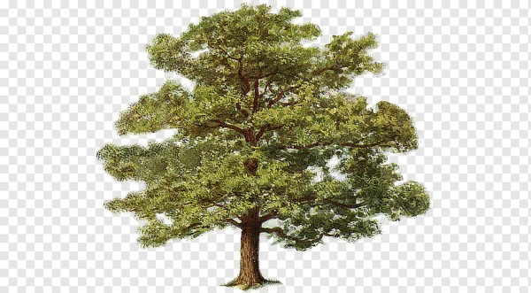 Дуб на белом фоне