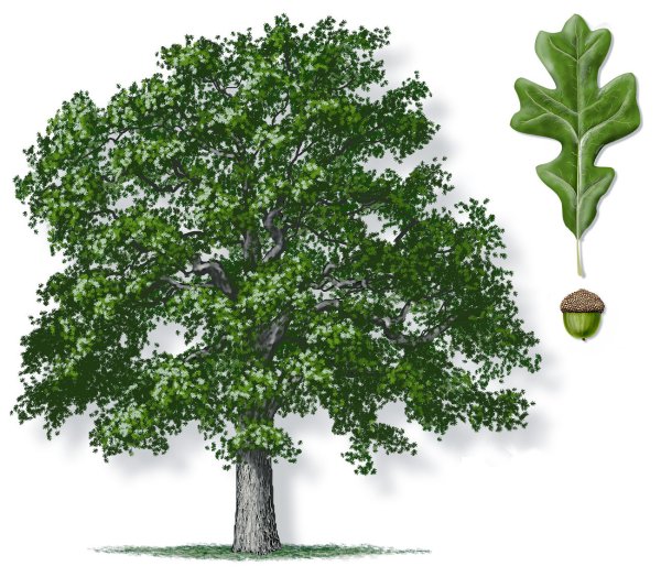 Дуб черешчатый на белом фоне