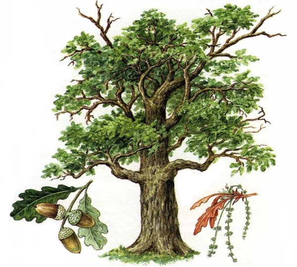 Дуб на белом фоне