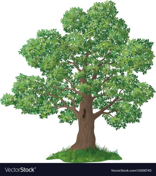 Дуб на белом фоне для детей