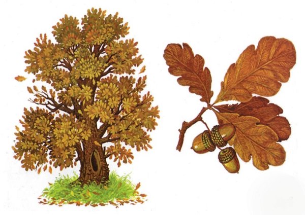 Дуб для детей