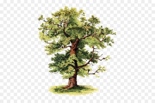 Дуб на прозрачном фоне
