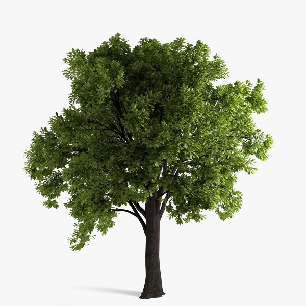 Дерево без фона