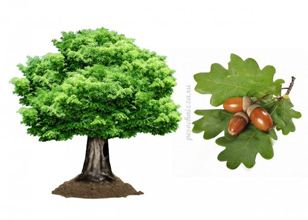 Дерево для детей