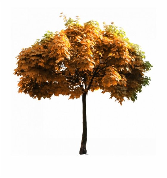 Клен дерево