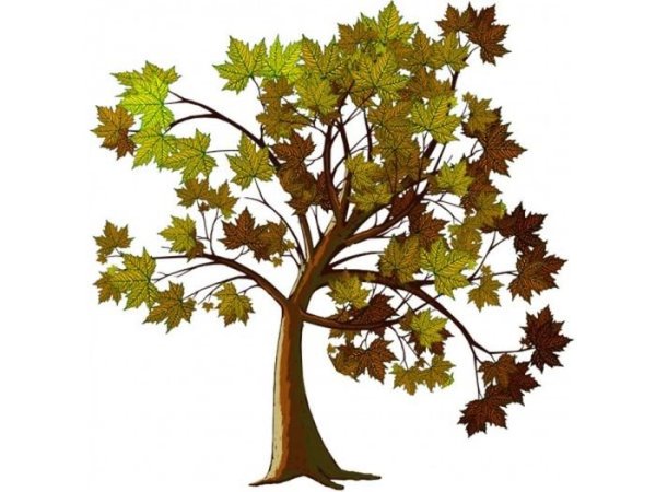 Дерево клен на белом фоне