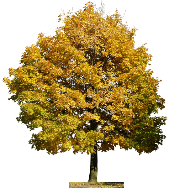 Желтое дерево на прозрачном фоне