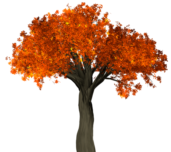 Деревья осенью