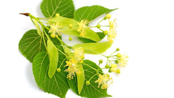 Липа крупнолистная Tilia platyphyllos
