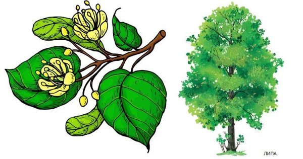 Липа дерево вектор