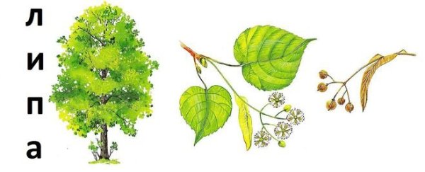 Липа рисунок