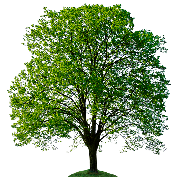 Липа мелколистная дерево фотошоп