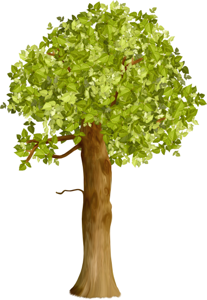 Ствол дерева на белом фоне