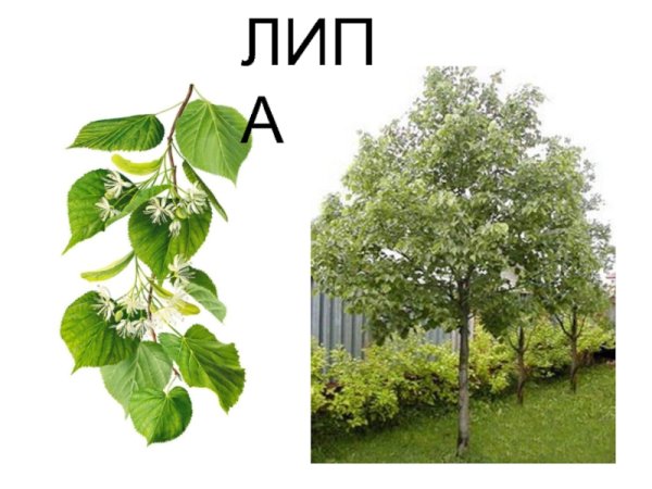 Липа мелколистная на белом