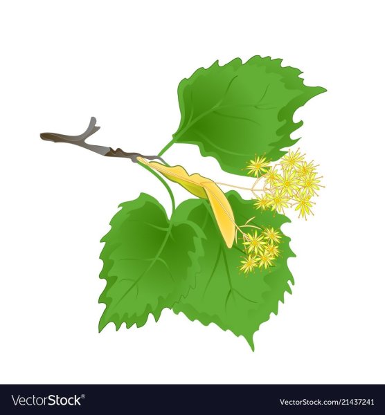 Липовая ветка на белом фоне