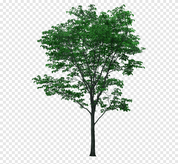 Липа без фона