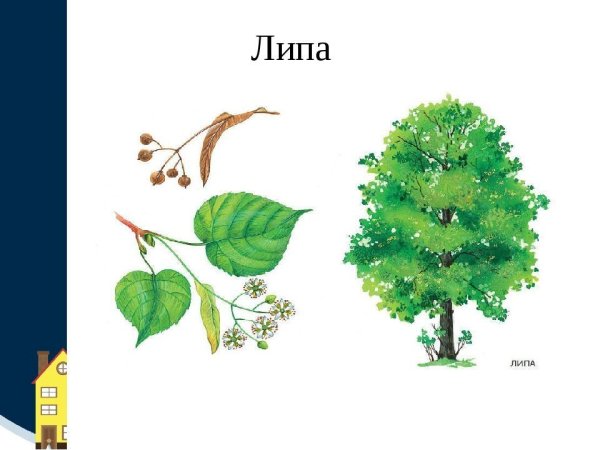 Липа для дошкольников