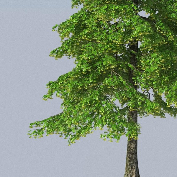 Липа дерево для фотошопа