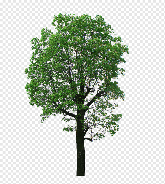 Липа для фотошопа