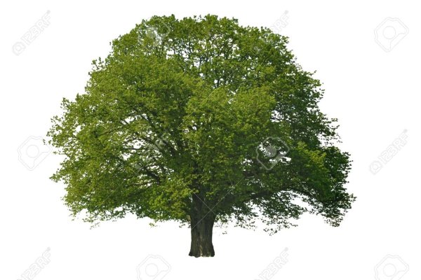 Дерево липа на белом фоне