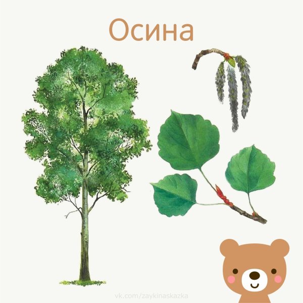 Осина листья и плоды