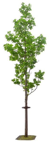 Дерево осина на прозрачном фоне