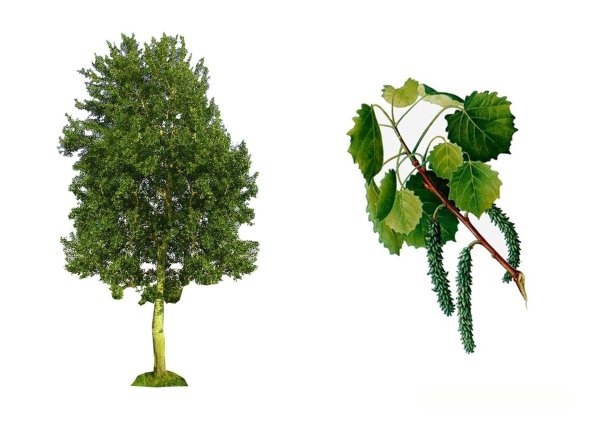 Осина дерево