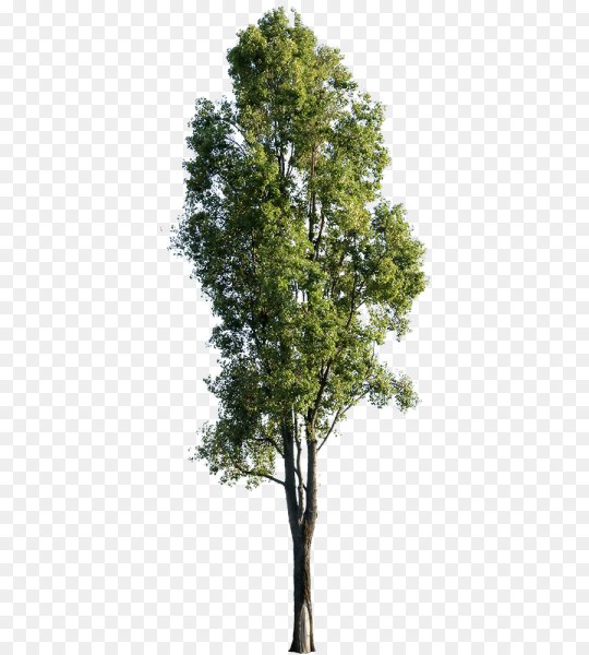 Длинные узкие деревья