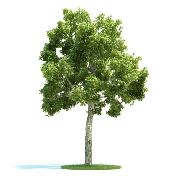 Прозрачное дерево