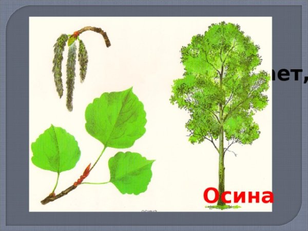 Осина карандашом