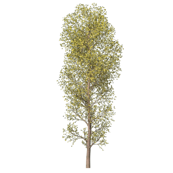 Тополь Болле Populus bolleana