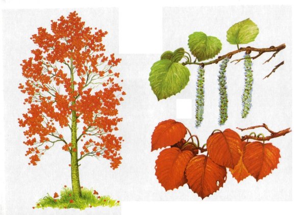 Дерево осина осенью