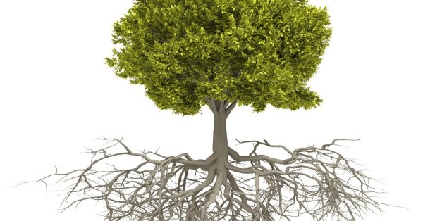 Дерево без корней