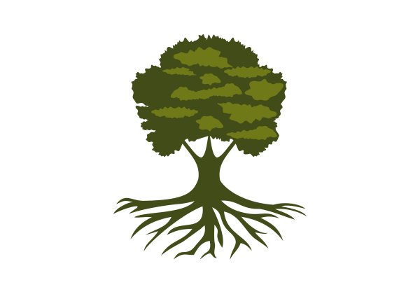 Корни дерева