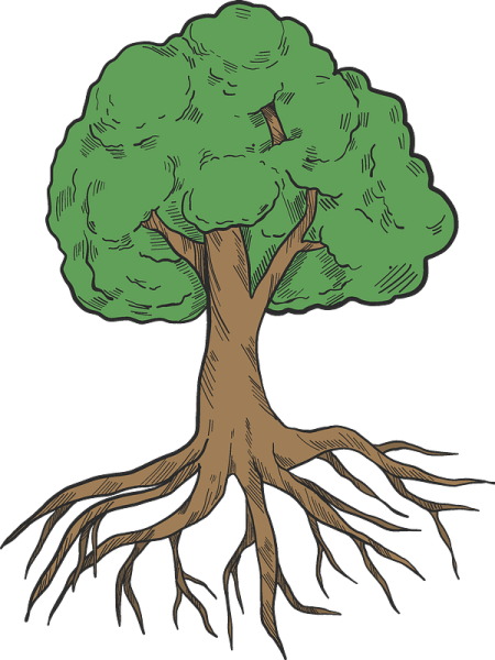 Корни дерева