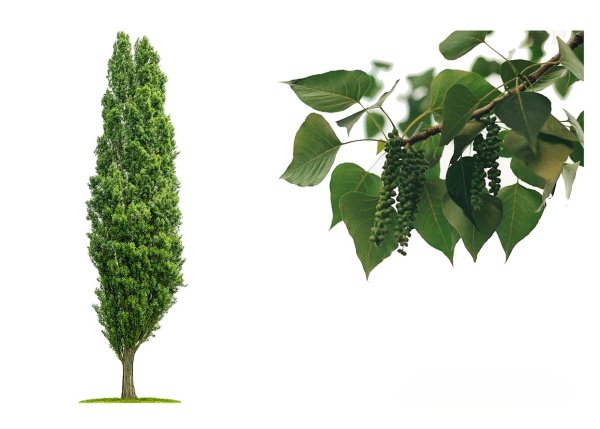 Тополь дерево и листочки