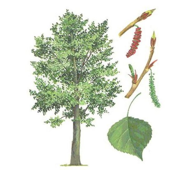 Тополь дерево