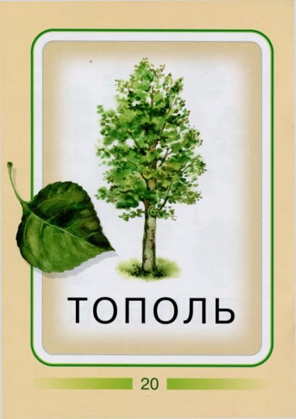 Тополь в детском саду