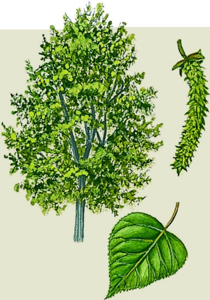 Тополь бальзамический