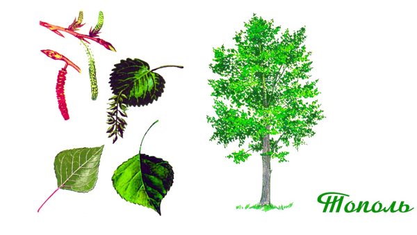 Тополь лиственное