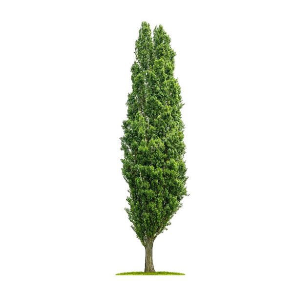 Тополь пирамидальный 3д