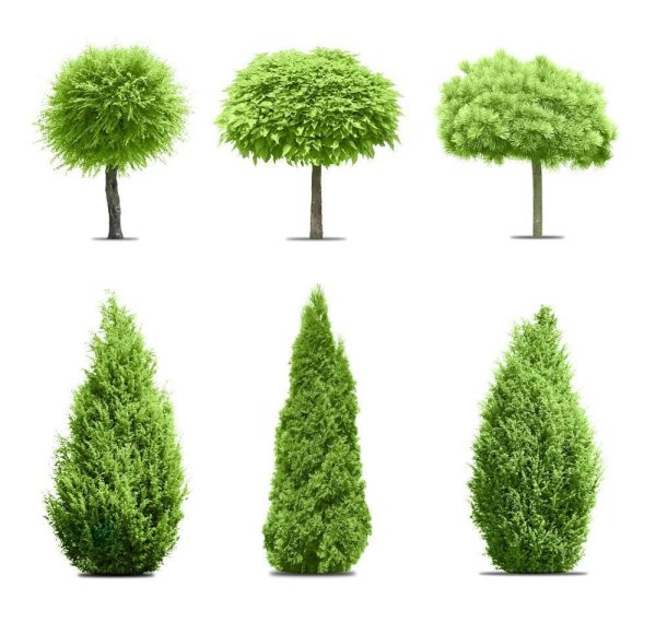 Кипарис антураж